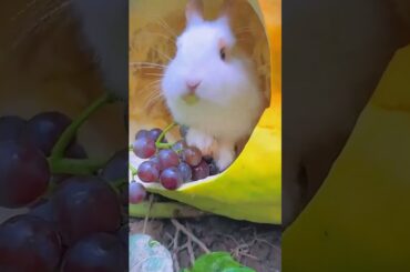 #rabbit #pets #bunny #cute #cutebunny #animals #rabbitt #baby #reels #rabit #rabit #petrabbit #cute