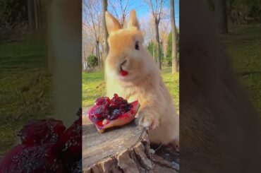 #cute #rabbit #animals #funny #pets #rabbitt #reels #rabit #pet #rabits #animals #petrabbit #rabit