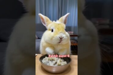 Little Rabbit are eating something in bowl | cute  Bunny are enjoying tasty Food #ai #airabbit
