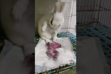 Mother rabbits protect their babies. Newborn baby rabbits are very weak. #rabbit #rabbithero