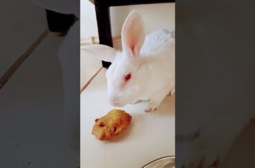 rabbit #cute #bunny #pets #animals #petlovers #youtubeshorts#petrabbit#viralshotrs #love#viralreels