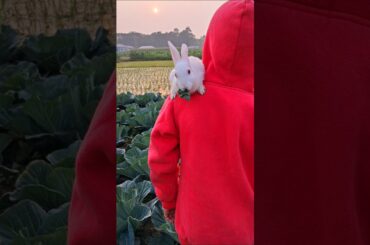 The cute little bunny is eating his playmate's shoulder. Cute rabbit rural life in the countryside