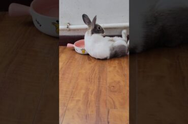 The rabbit rolled over happily but forgot there was water around.