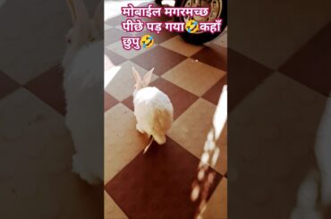 rabbit #cute #bunny #pets #animals #petlovers #youtubeshorts#petrabbit#viralshotrs #love#viralreels