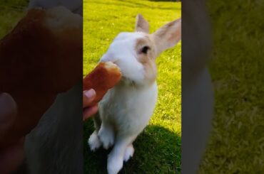 #rabbit #cute #bunny #pets #animals #shortvideo #pet #cutepet #rabbitt #cuteanimal