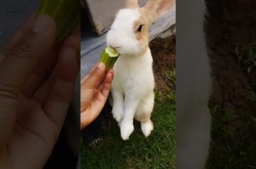 #rabbit #cute #animals #pets #bunny#shortvideo #pet