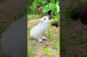 #rabbite #cute #rabbit #pets #petrabbit #animals #rabits #fruit #rabbitrabbit #rabit #rabit #pet