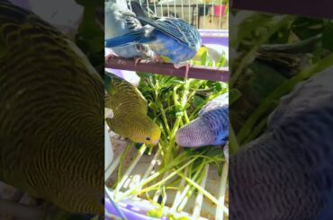 cute baby #bunny #petrabbit #rabbit #cuteanimals #cute #birds #pets #lovebirds #lovesigns