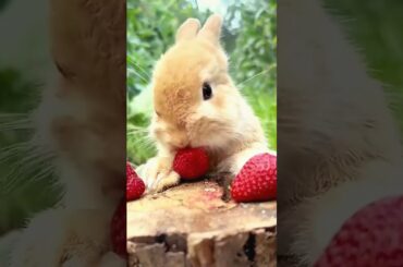 #rabbit #cute #bunny #pets #animals #rabbitt #reel #rabit #pet #rabits #petrabbit #pet #rabit #cute