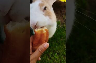 #rabbit #bunny #pets #rabbites #cutebunny #rabbitfarming #cute #rabbitbreeds #shortvideo