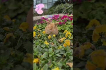The rabbit is in the flowers #cute #rabbit #animals #pets #cuteanimals #nature