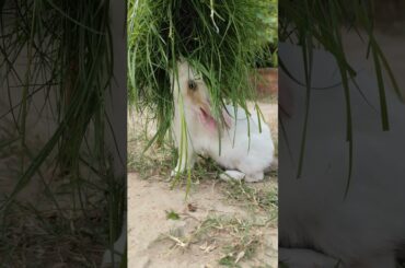 Rabbit loves Grass| #adorablebunny #rabbit #healthyrabbitmeat #cuteanimal #cute #cutepet