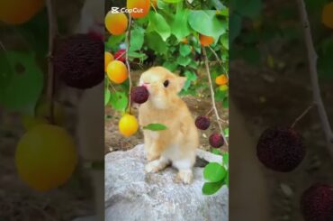 #pets #animals #cute #funny #rabbit #fruit #rabbitt #babyrabbit #rabit #pet #animals #petrabbit