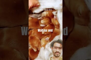 Cute rabbit  puppy must watch #cute #rabbit #puppy