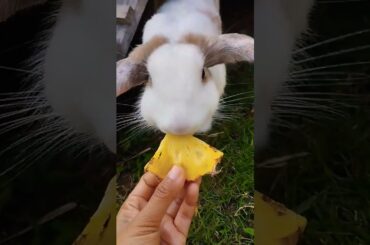 #rabbit #cute #bunny #pets #animals #shortvideo #pet #cutepet #rabbitt #cuteanimal