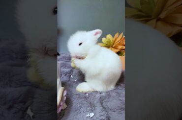Cute Bunny  #funnyvideo #cutebabyfunny #rabbit # petslover