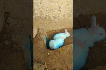 Cute rabbit ingoy #love #music #cute #bunny #rabbit #petrabbit #relaxingmusic #cuteanimal