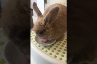 #bunny #rabbit #smartrabbits #pets #cute #funny #animals #houserabbit #puppy