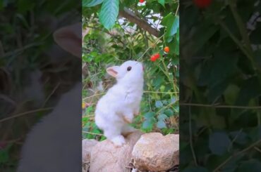 #rabbit #cute #rabbite #animals #rabbiteating #pets #cutebunny #eating #rabbitt #baby #rabit #pet