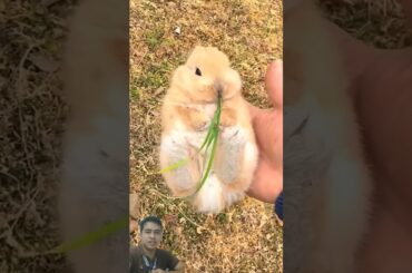 Cute rabbit hiding #bunny #rabbit #cutebunny #pets #petrabbit #cute