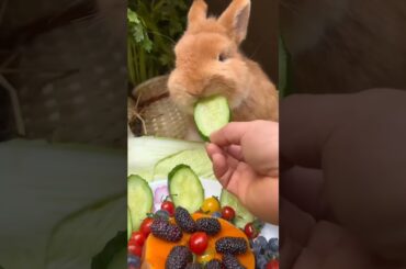 #rabbit #petrabbit #bunny #vegetables #houserabbit #cutebunny #rabbite #pets #rabbiteating #funny