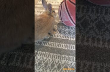 #bunny #rabbit #smartrabbits #pets #cute #funny #animals #houserabbit #puppy