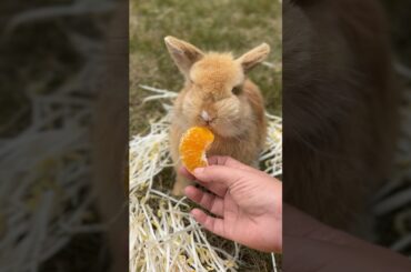 The little rabbit eats oranges #cute #rabbit #bunny #animals
