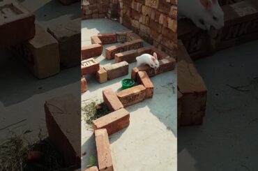 #cute #rabbit #bunny #pets #rabbitt #animals #cuteanimal #babyanimal #cuterebbit