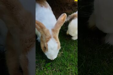 #cute #bunny #cuteanimals #rabbit #animals #shortvideo #rabbitbreeds #pet #mycuterabbit #cutepet