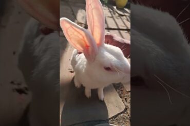 #rabbit #pets #cute #bunny #animals #pets #youtubeshorts #bunny #virealreels #viralshotrs #petbunny