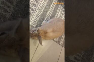 soft little ball of fur/ baby bunny /Lele Bunny! #bunny #rabbitbreeds #rabbit