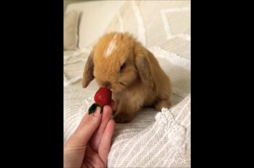 Cute bunny  #animals #lovers #rabbit#lovers #pet#shorts #youtubeshorts