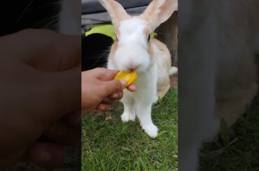 #cute #rabbit #animals #pets #cuteanimals #shortvideo #pet #bunny #cutepet #rabbitt