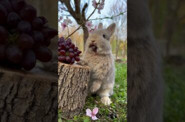 #rabbit #petrabbit #cute #rabbiteating #bunny #cutebunny #houserabbit #animals #mycuterabbit #pet