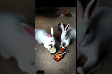 Cute rabbit short video , Rabbit Bunny #rabbit #bunny #shorts #animals