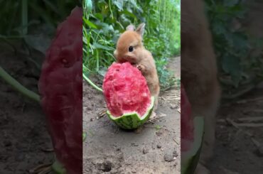 #cute #rabbit #cuteanimals #animals #bunny #rabbitbreeds #pet #mycuterabbit #petrabbit #pets #animal