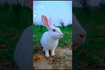 Cute bunny short video - #rabbit #bunny #rabbiteating #pets #animals