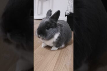 Chewing Bunny#animals #pets #love #reaction #funny #cute #rabbit #tiktok