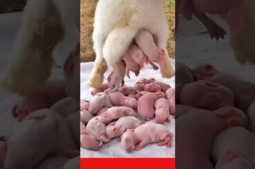 Rabbit Growth - Baby Animals 1 To 42 Days #animals #cute #shorts
