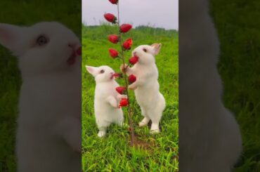 Cute rabbit eating shorts #cute #rabbit #rabbiteating