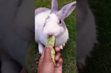 #rabbit #cute #bunny #pets #funny #shortvideo #rabbitbreeds #pet #mycuterabbit #cuteanimal