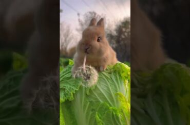 #rabbit #cute #bunny #cutebunny #cuteanimals #mycuterabbit #pet #rabbitbreeds #petrabbit #animals
