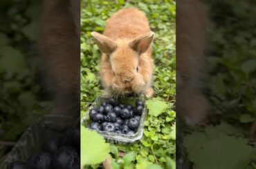 The little rabbit loves to eat blueberries #rabbit #cute #bunny #houserabbit #animals