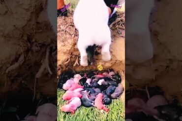 New baby born bunny giving birth #cute #bunny #rabbit #shorts