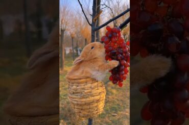 Rabbit eat fruit #cute #rabbit #bunny #animals #sorts