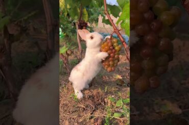 #rabbit #petrabbit #cute #cuteanimals #animals #cutebunny #mycuterabbit #pet #rabbitbreeds #funny