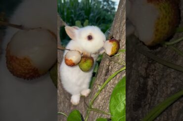 #cute #rabbit #cutebunny #cuteanimals #bunny #rabbitbreeds #pet #mycuterabbit #animal #pets #rabbit