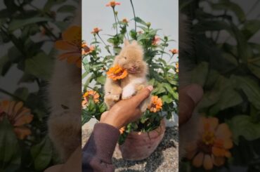 Cute baby rabbit #rabbits #short #video #animal