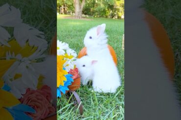Cutest Moments of Bunnies  - Episode 26 #rabbit#bunny #babybunny#funnyvideo