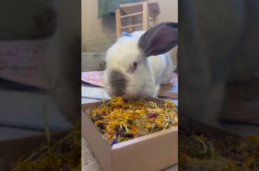 Yummy flowers for Elphaba! #bunny #bunnylife #rabbitlove #pets #cute #cutebunny #hungry #love